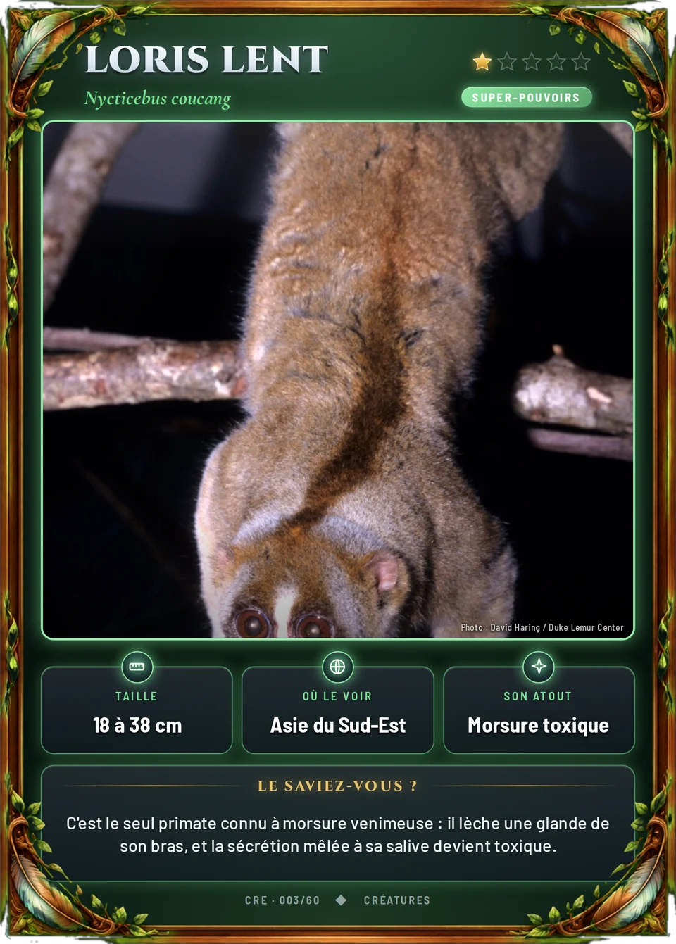 Loris lent