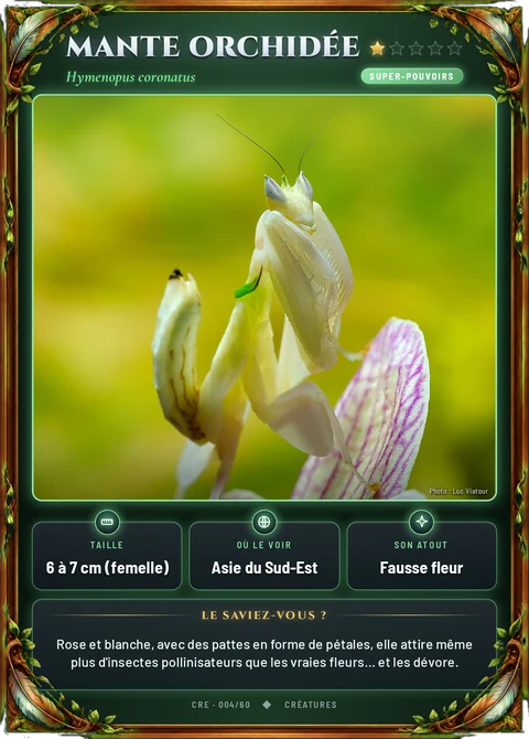 Mante orchidée