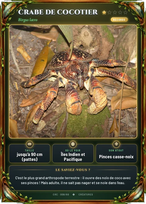 Crabe de cocotier