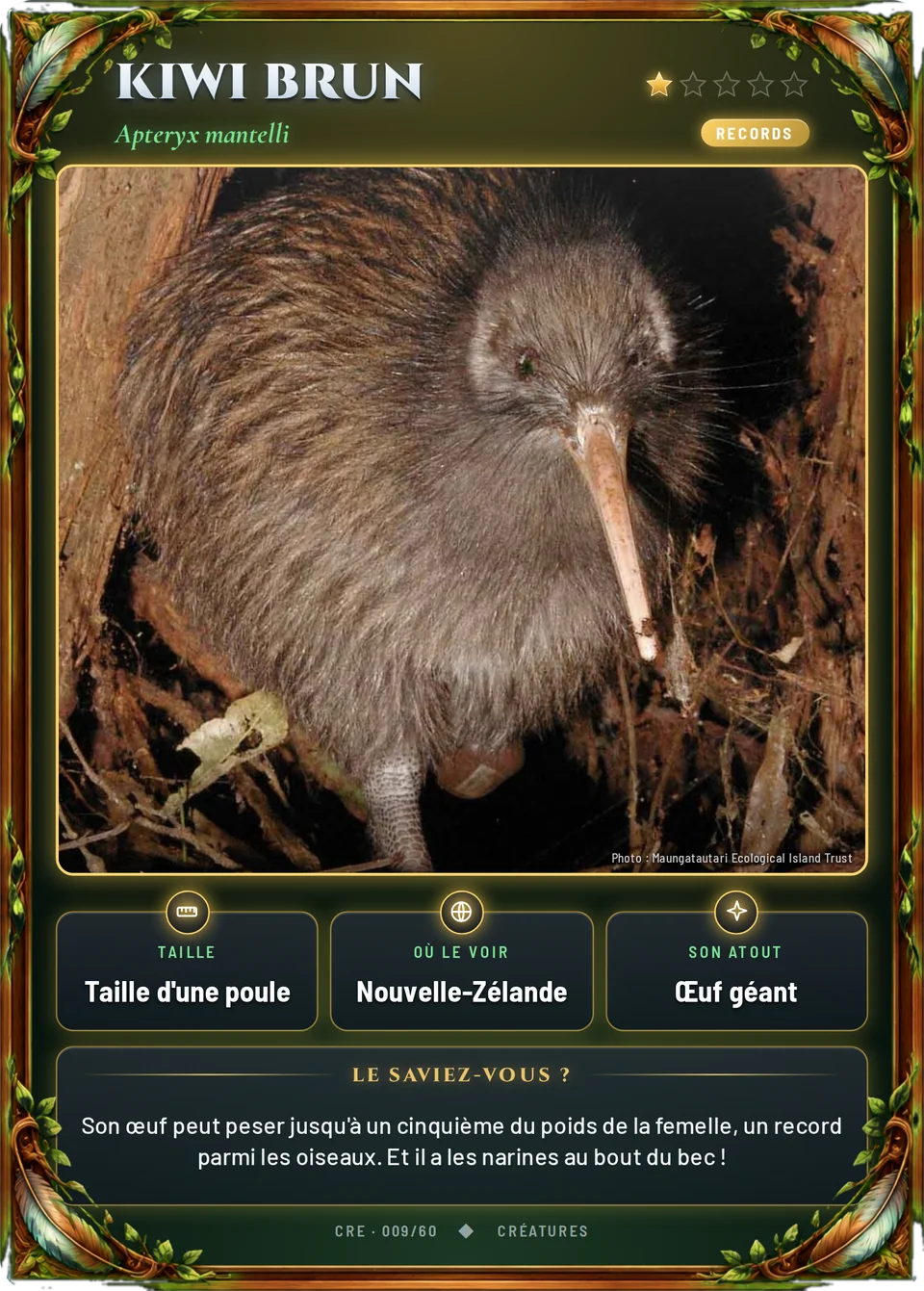 Kiwi brun