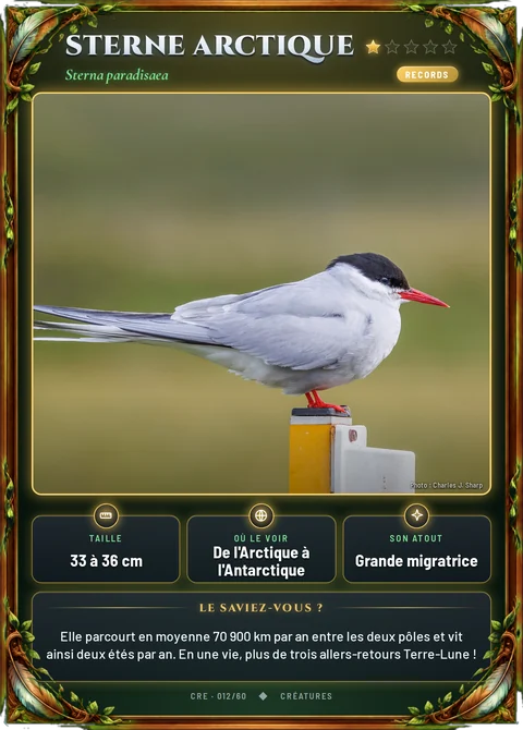 Sterne arctique