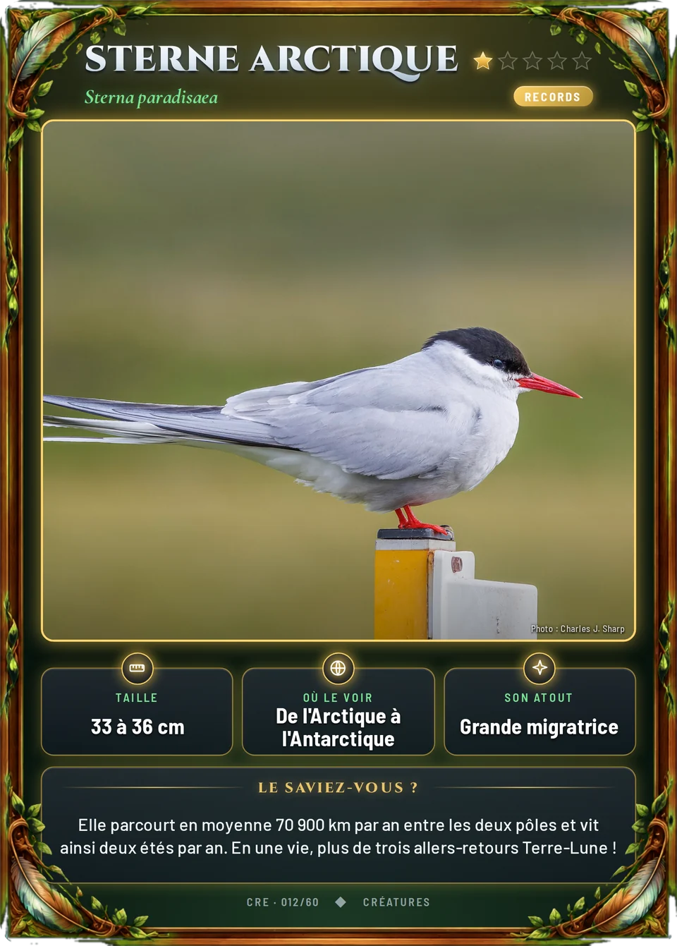 Sterne arctique