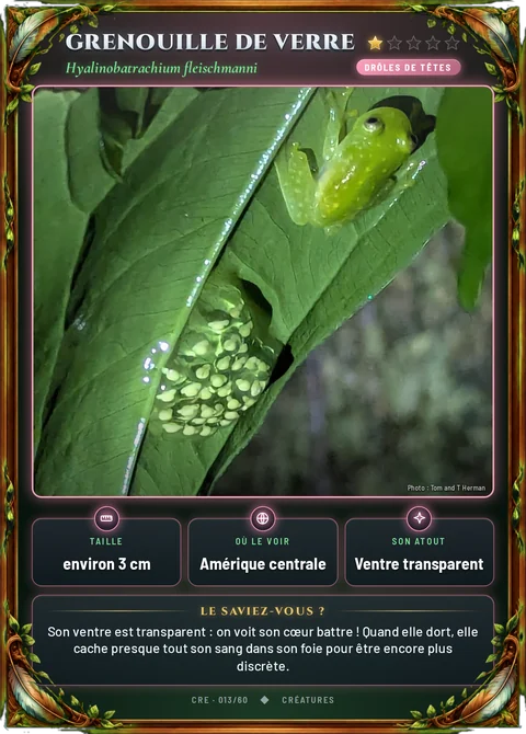 Grenouille de verre