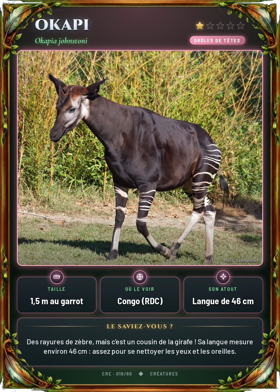Okapi