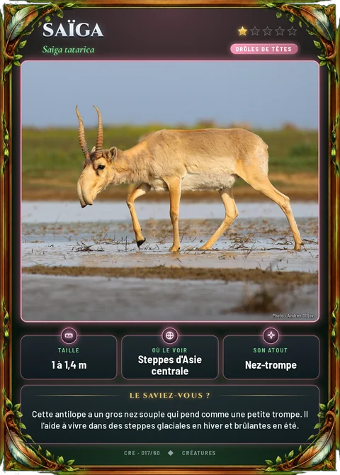 Saïga