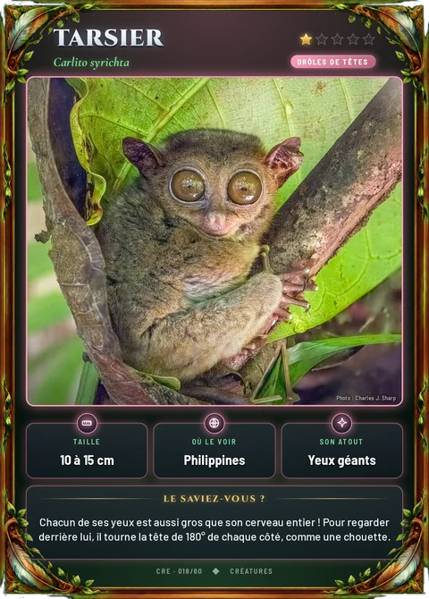Tarsier