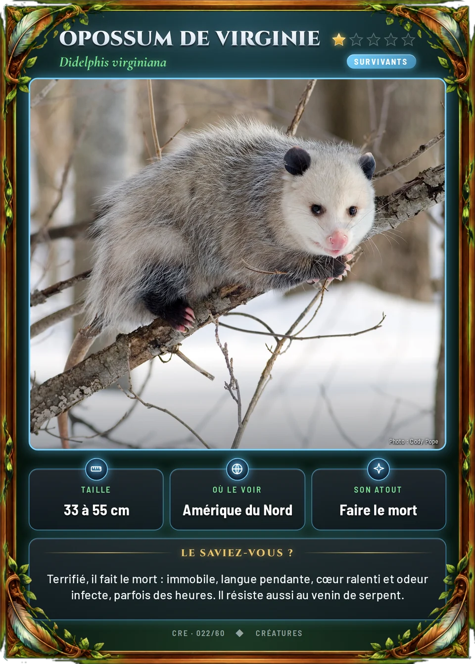 Opossum de Virginie
