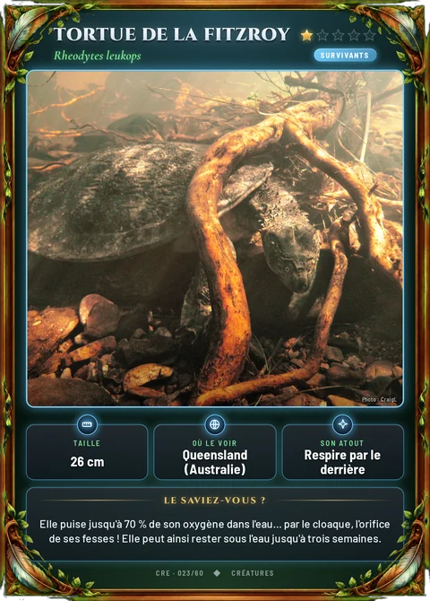 Tortue de la Fitzroy