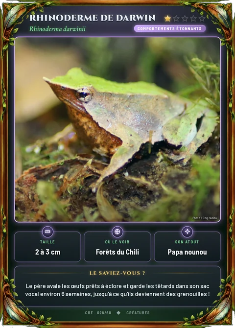 Rhinoderme de Darwin