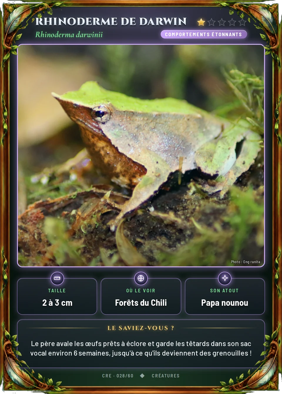 Rhinoderme de Darwin