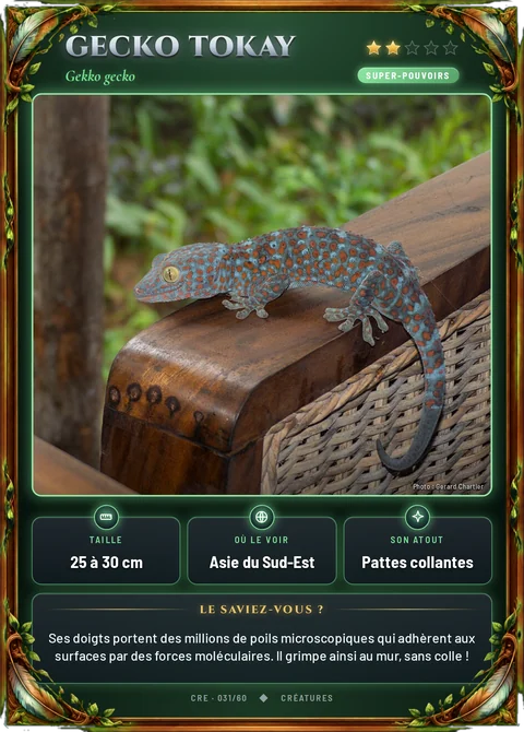 Gecko tokay