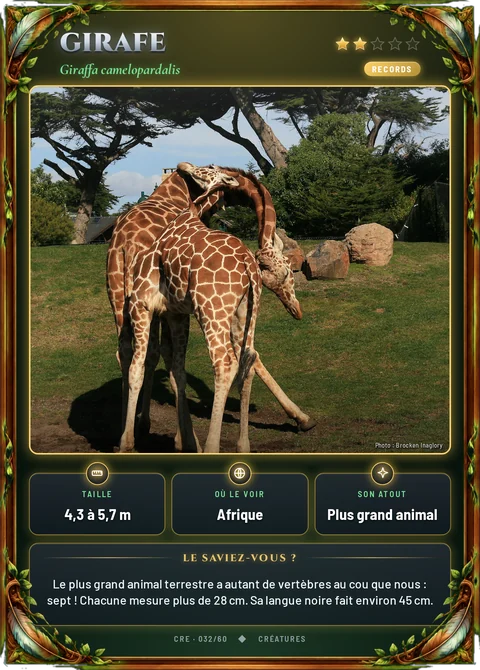 Girafe