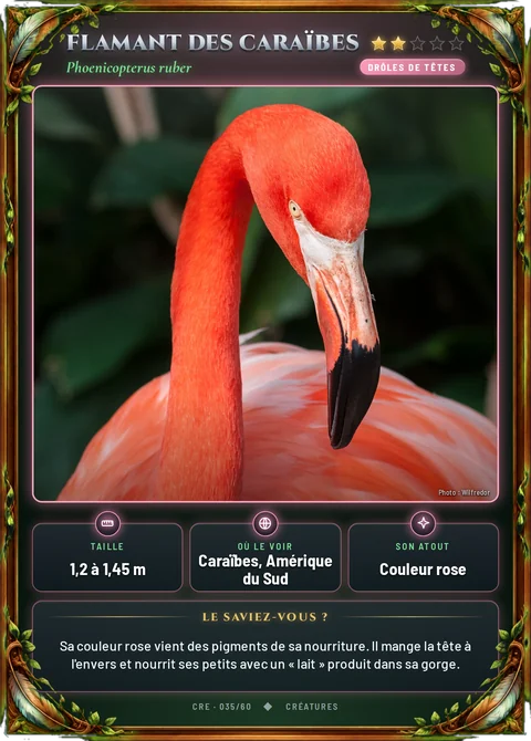Flamant des Caraïbes