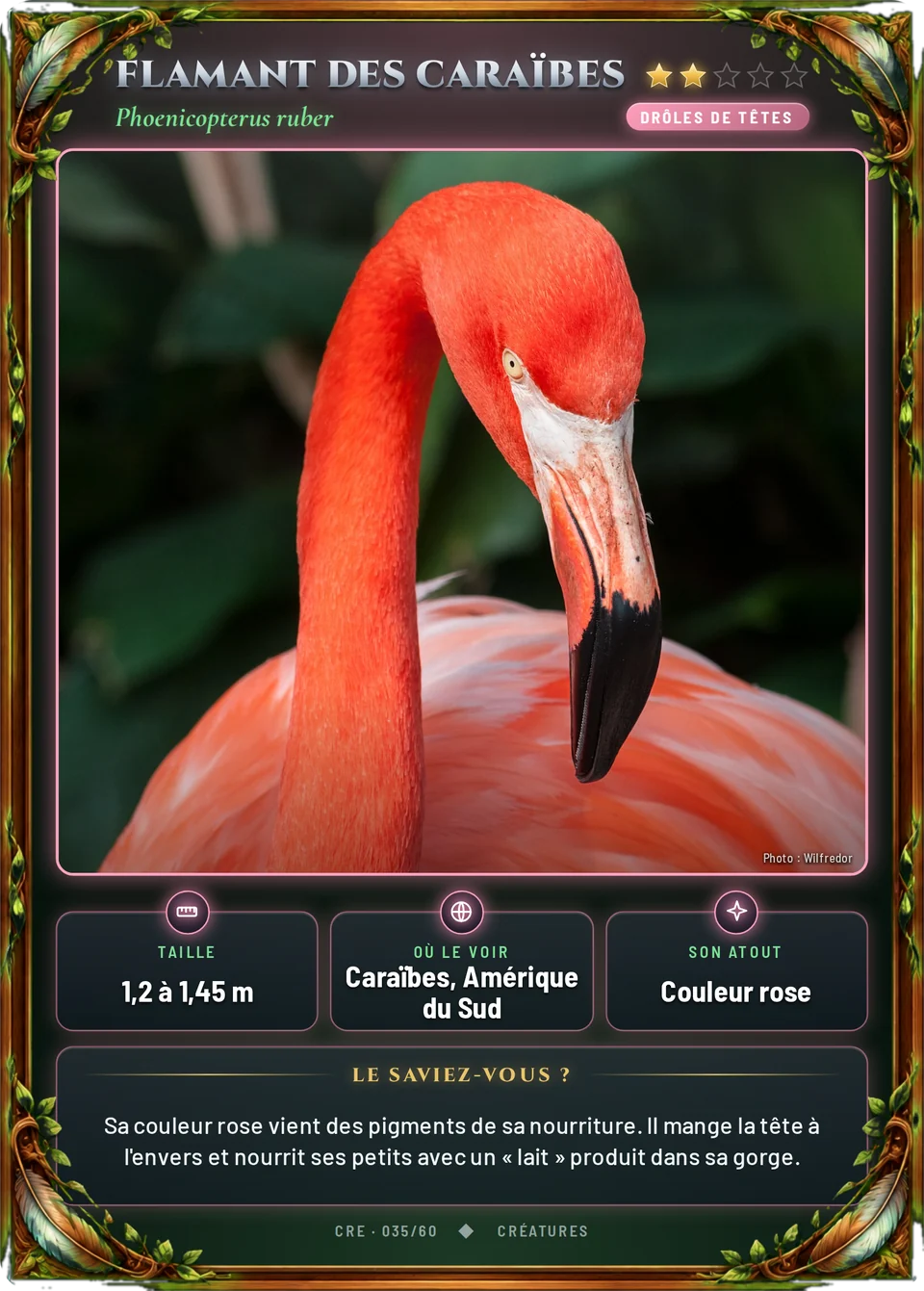 Flamant des Caraïbes