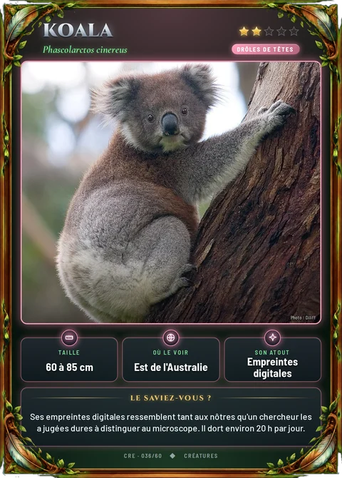 Koala