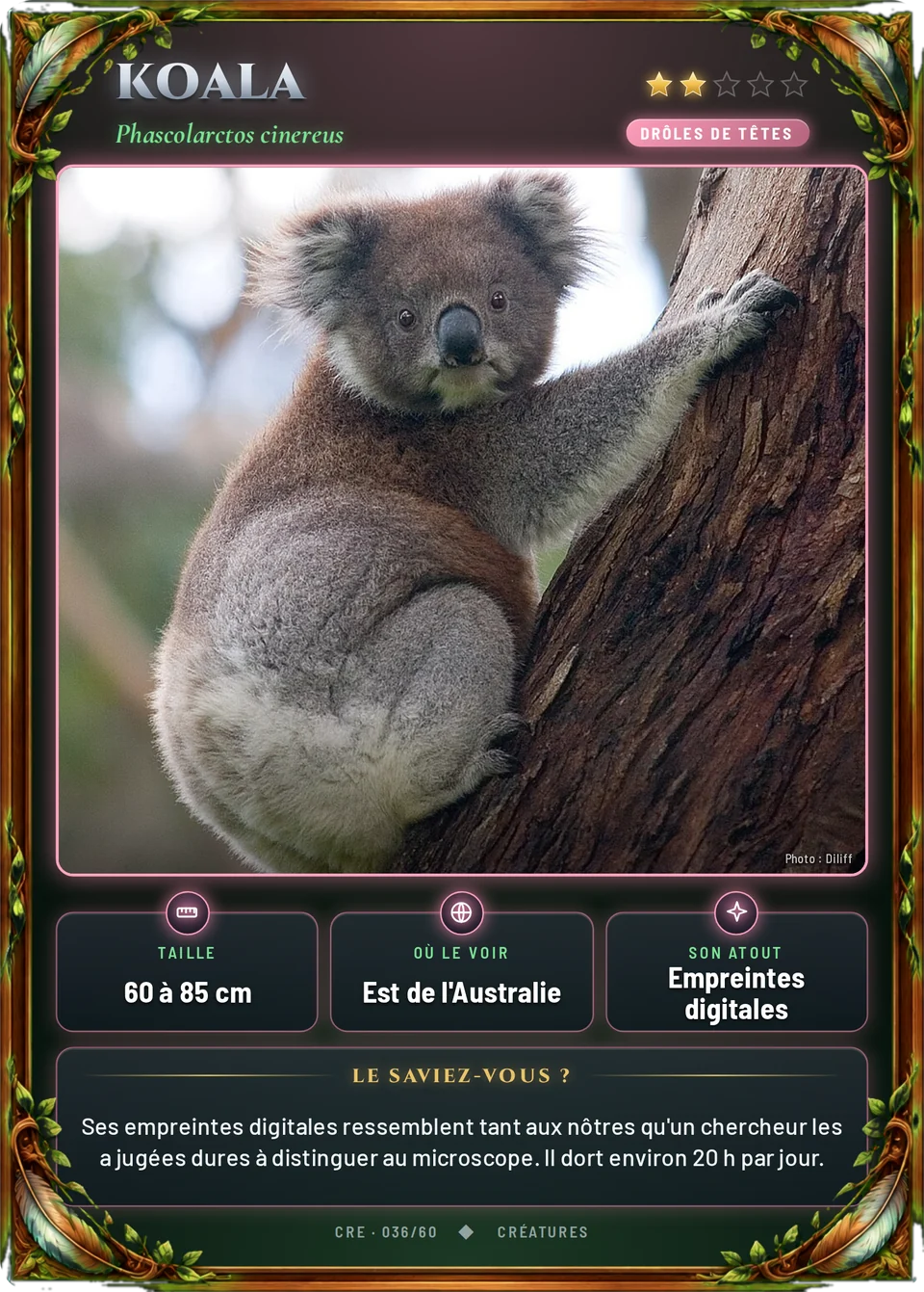 Koala