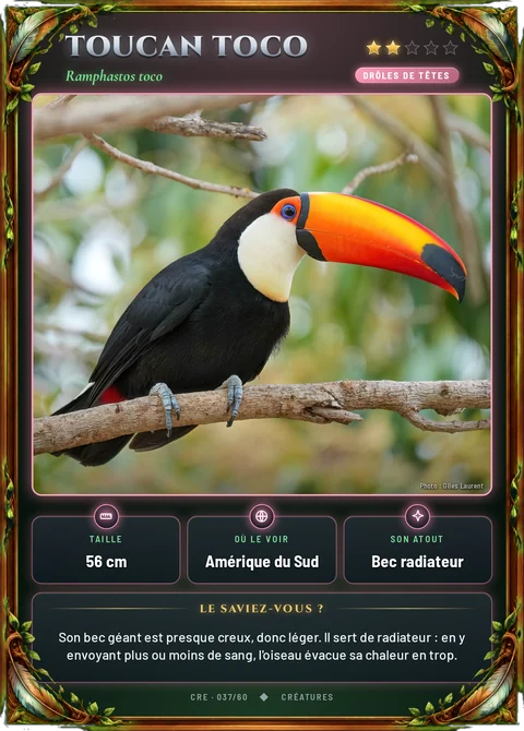 Toucan toco