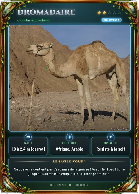 Dromadaire