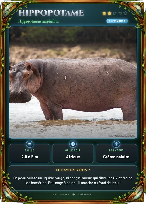 Hippopotame