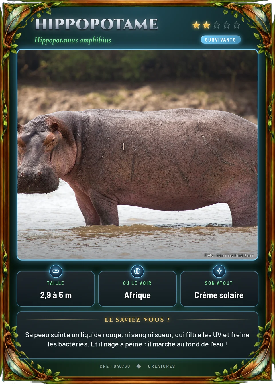 Hippopotame