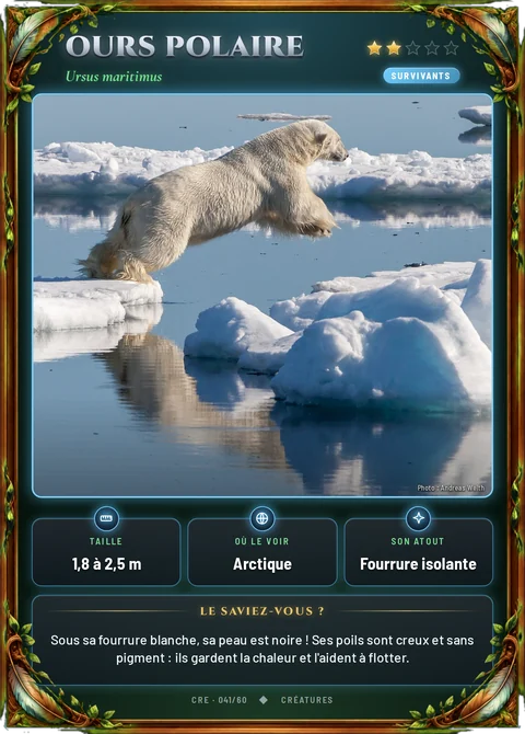 Ours polaire