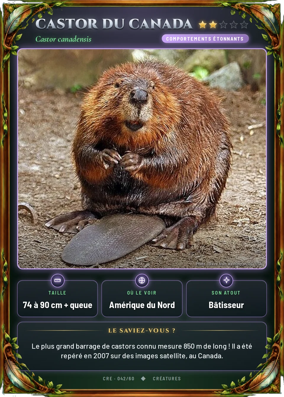 Castor du Canada