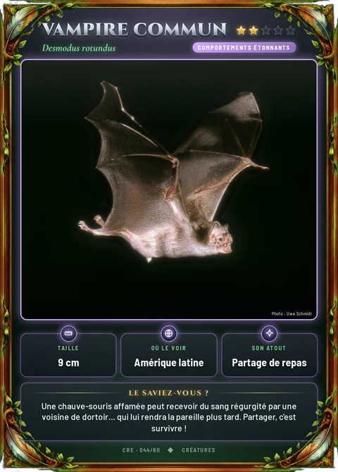 Vampire commun