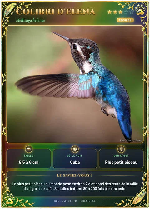 Colibri d'Elena