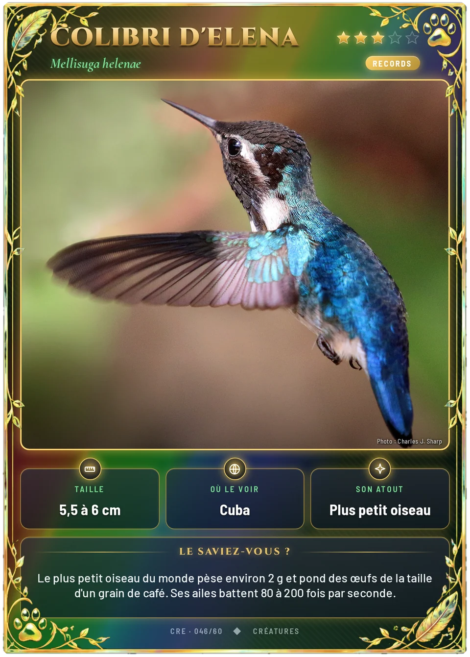 Colibri d'Elena