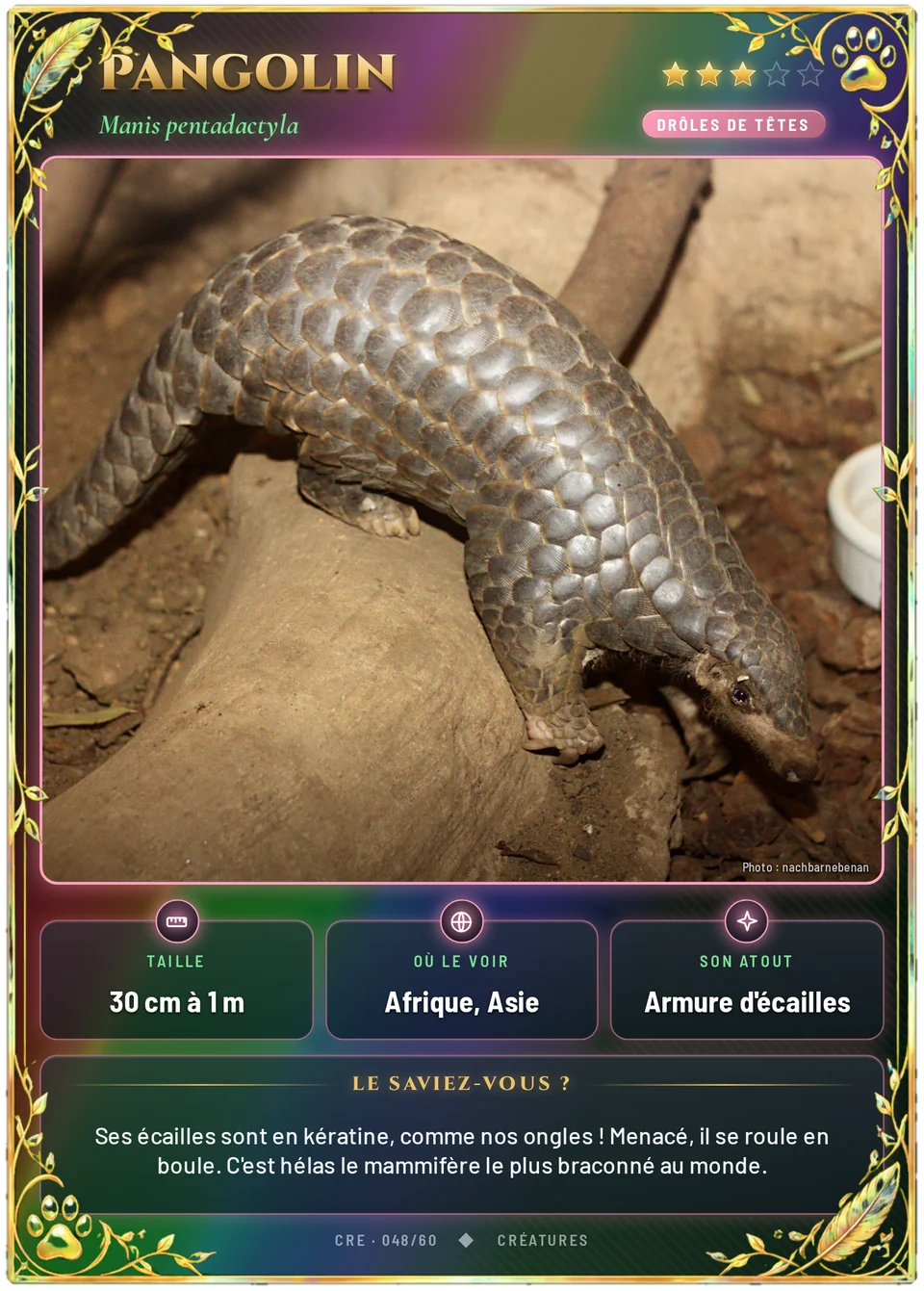 Pangolin