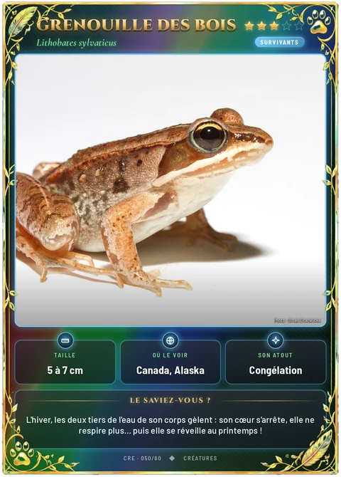 Grenouille des bois