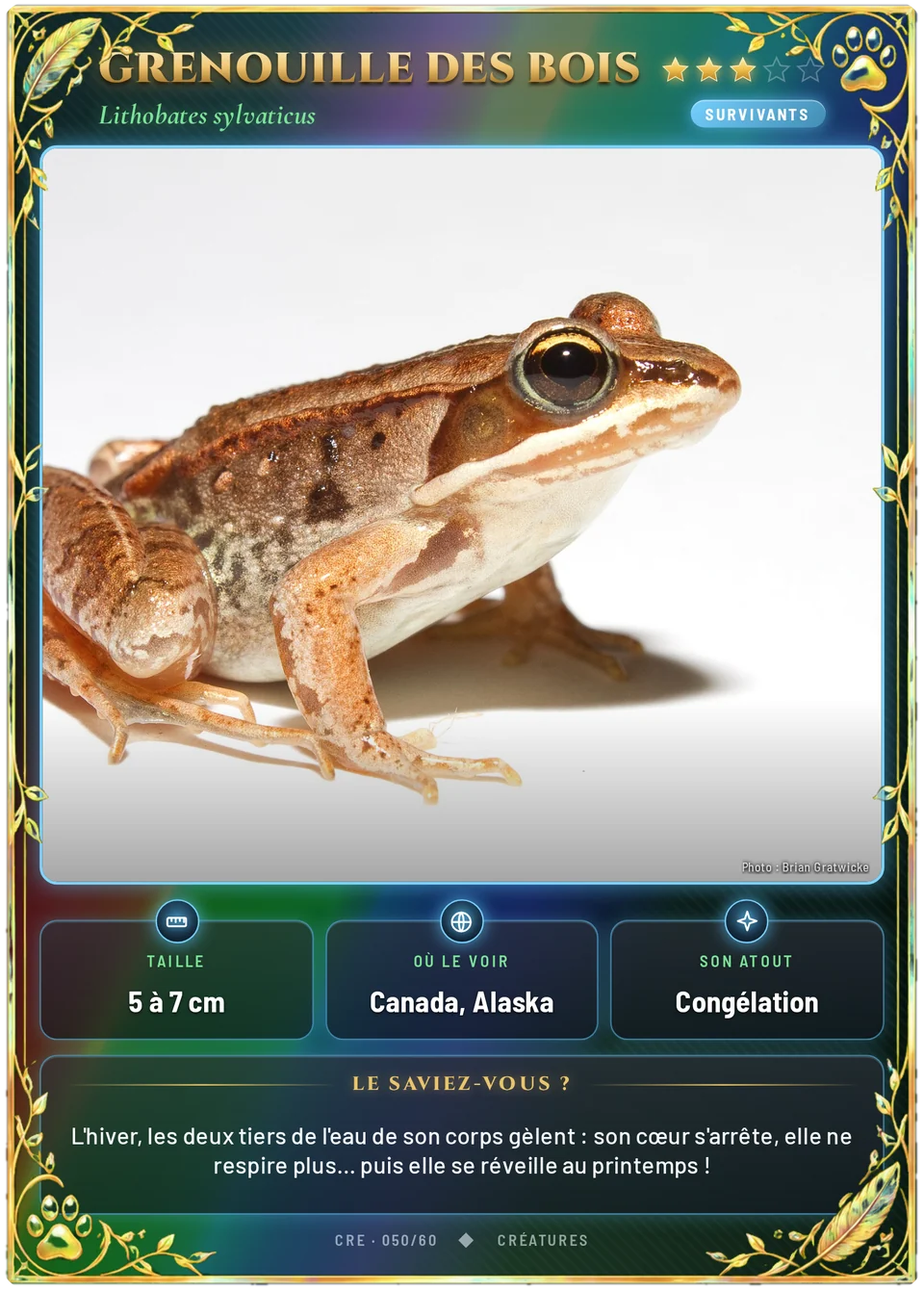 Grenouille des bois
