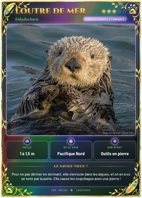 Loutre de mer