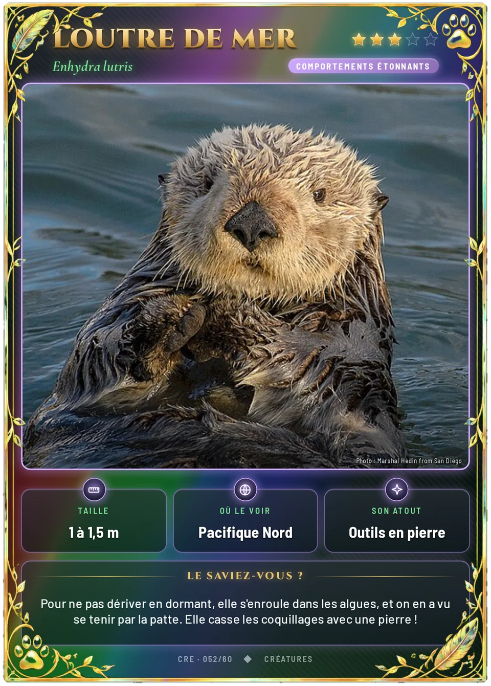 Loutre de mer