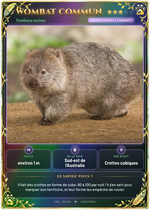 Wombat commun