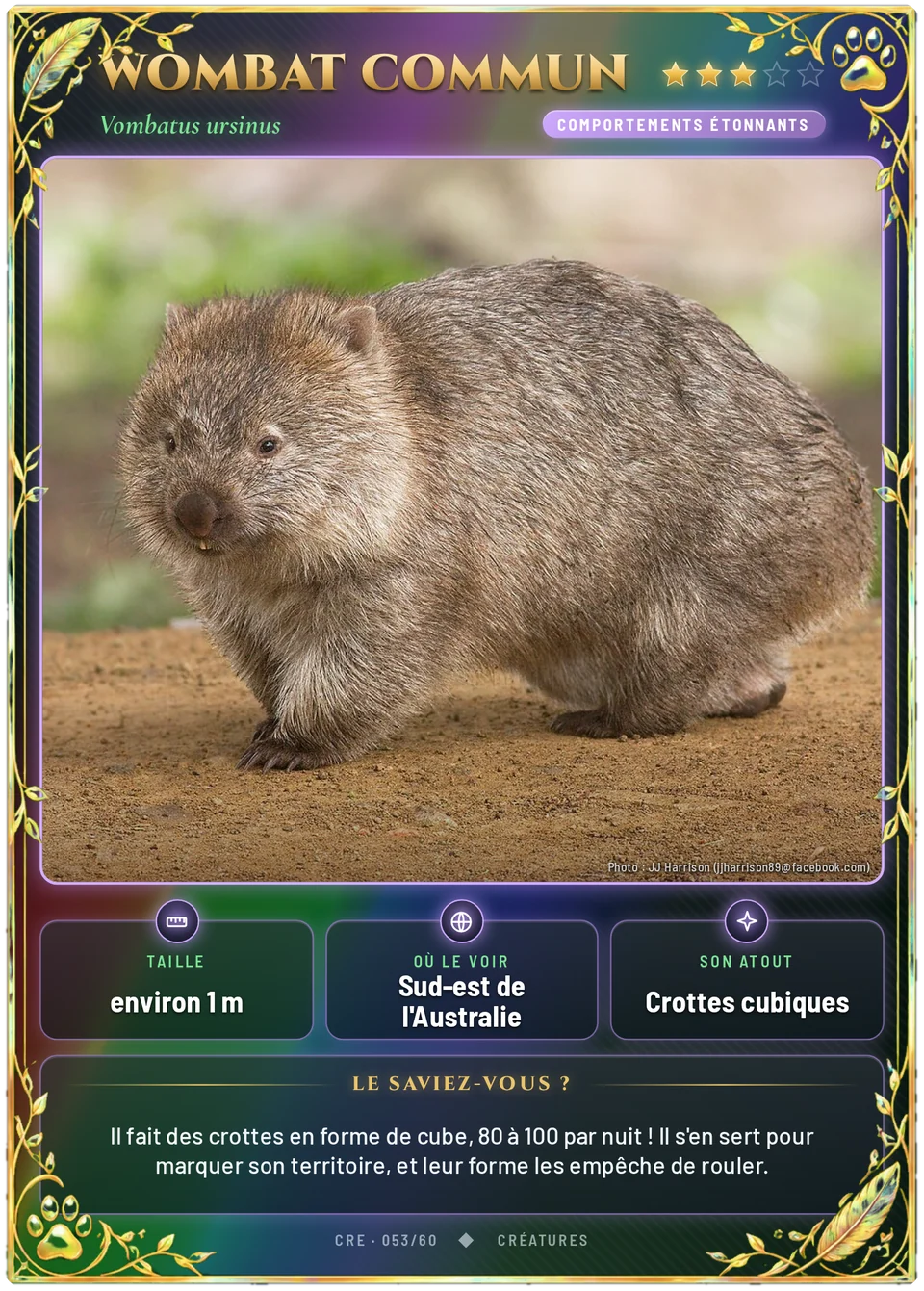 Wombat commun