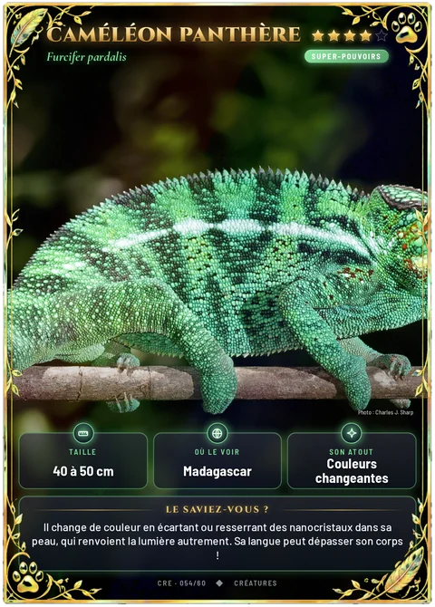 Caméléon panthère
