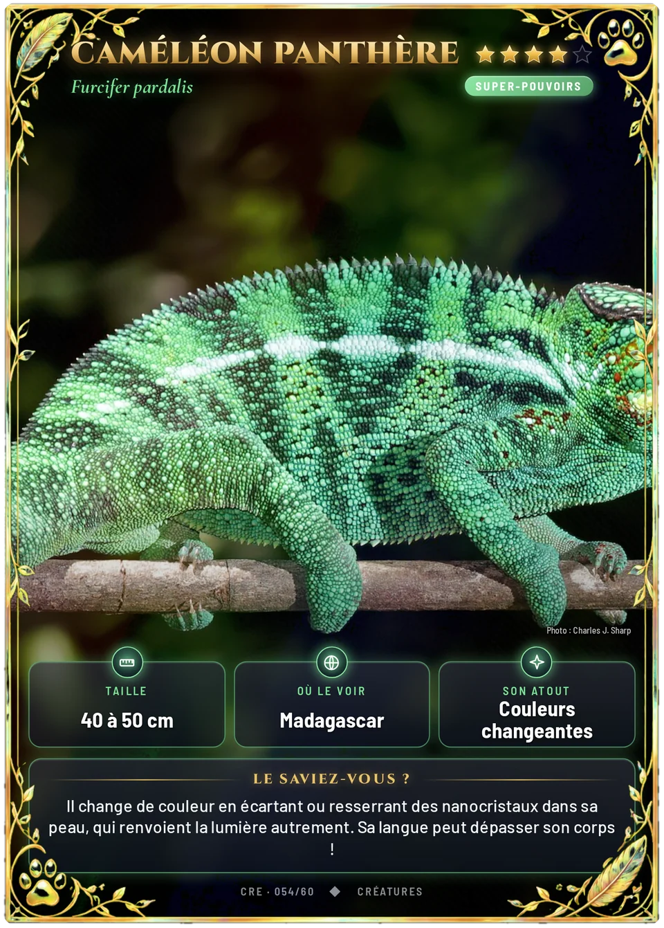 Caméléon panthère