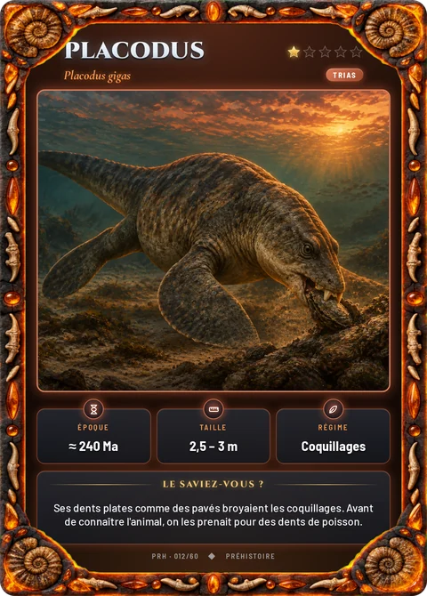 Placodus