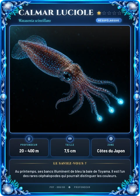 Calmar luciole