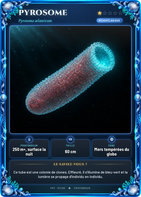 Pyrosome