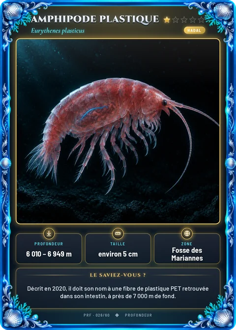 Amphipode plastique