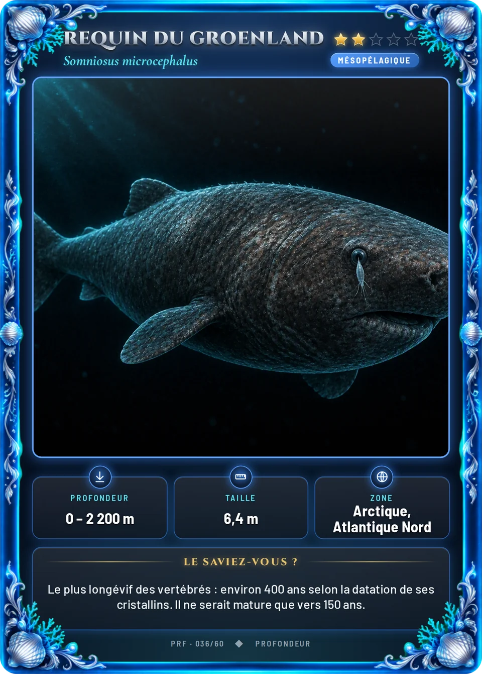 Requin du Groenland