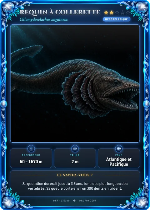 Requin à collerette